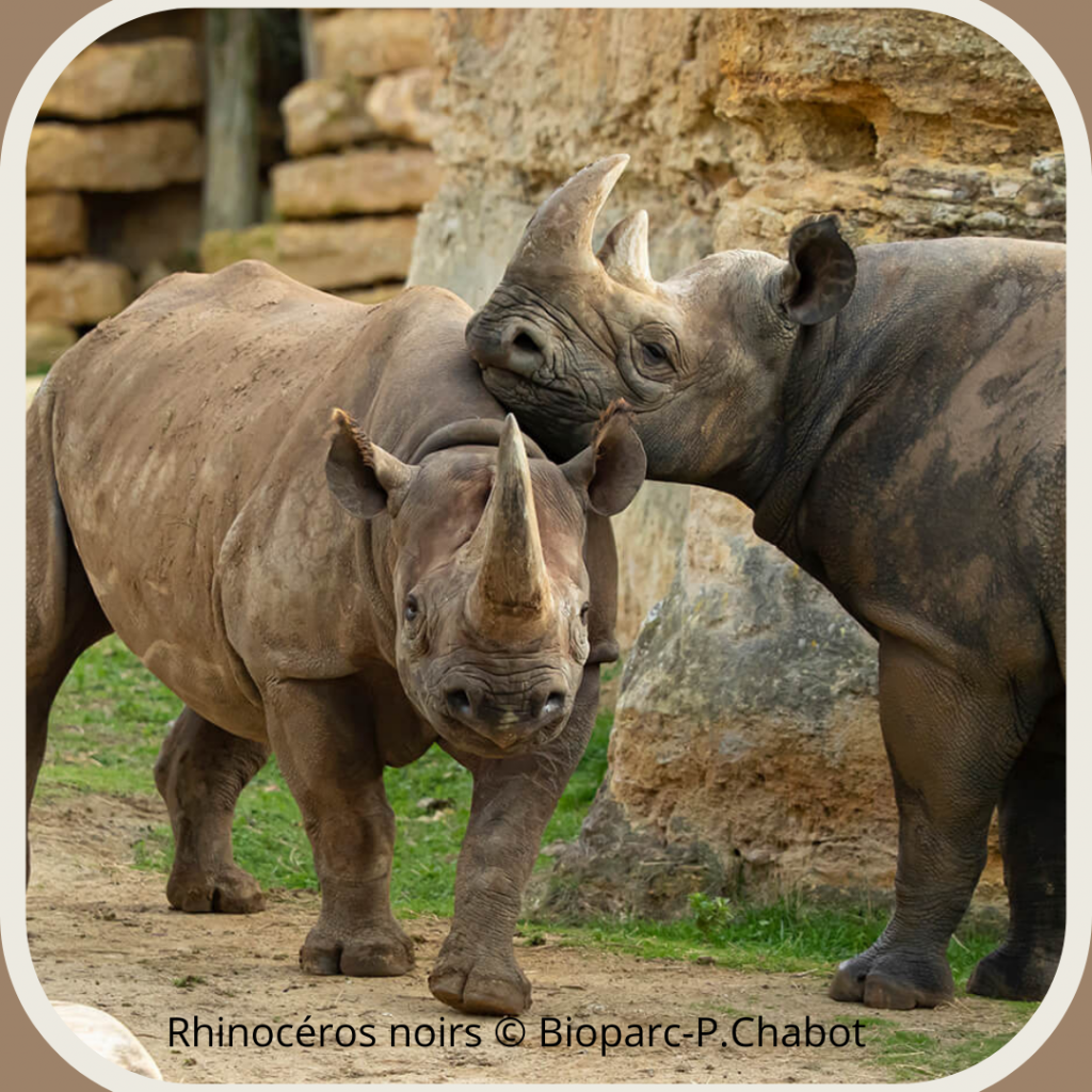 Bioparc de Doué-la-Fontaine