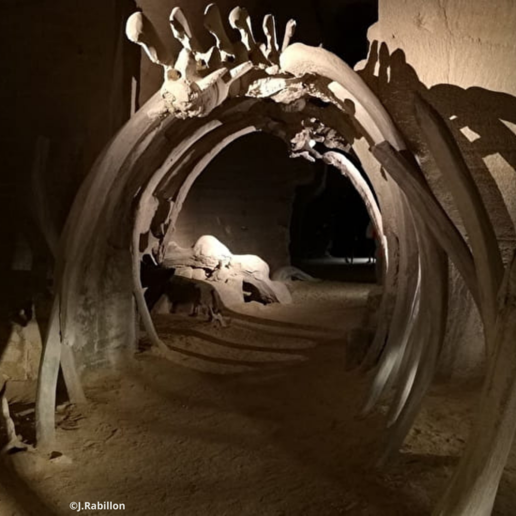 Le Mystère des faluns