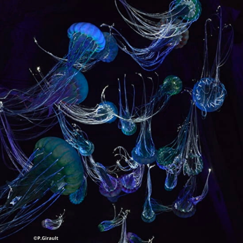 Le Mystère des Faluns