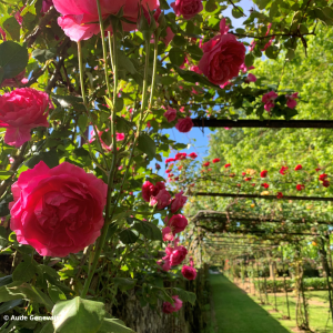 Journées Internationales de la Rose