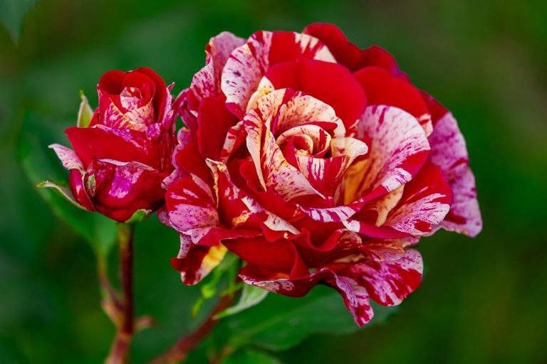 Journées Internationales de la Rose