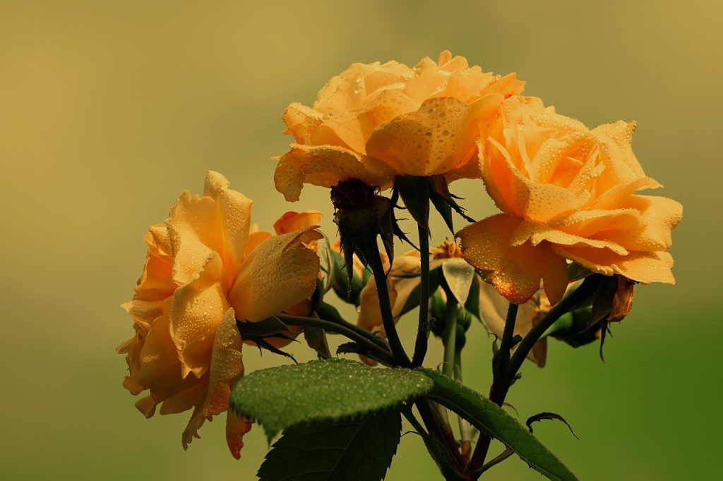 Journées Internationales de la Rose