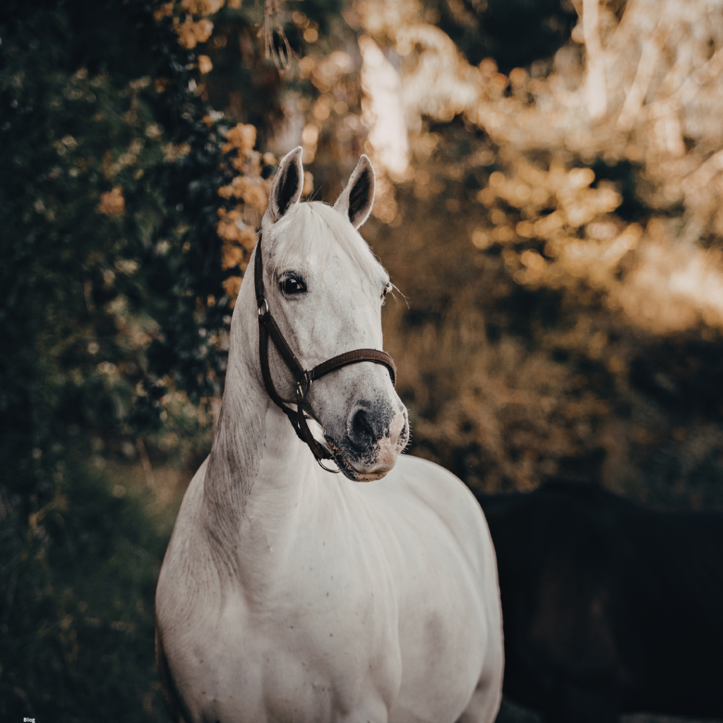 Le Cadre Noir de Saumur