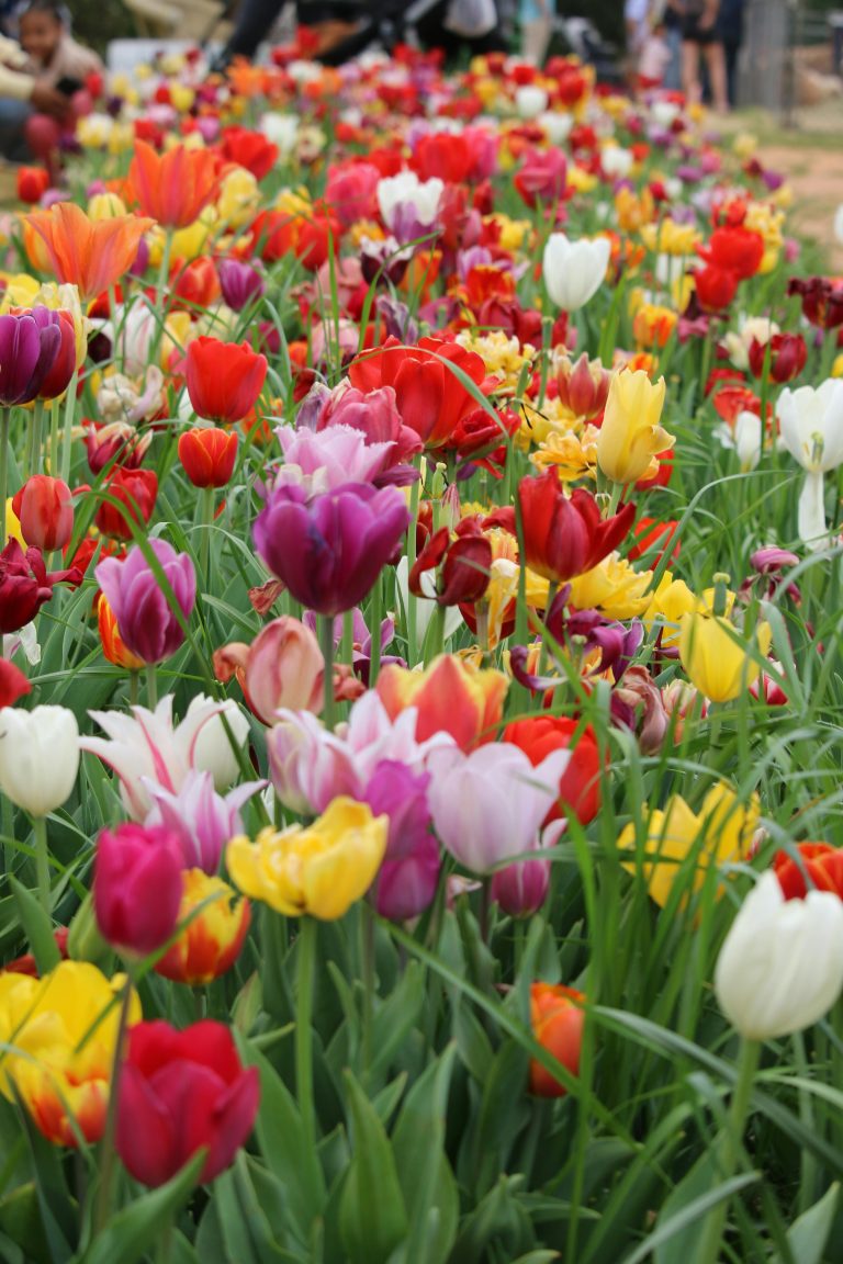 Le Printemps à Saumur