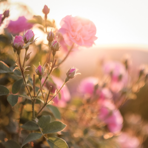 Les Chemins de la Rose