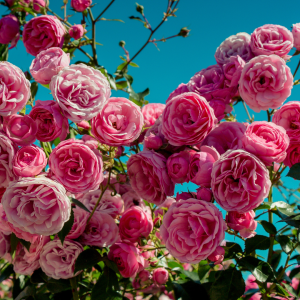 Les Chemins de la Rose