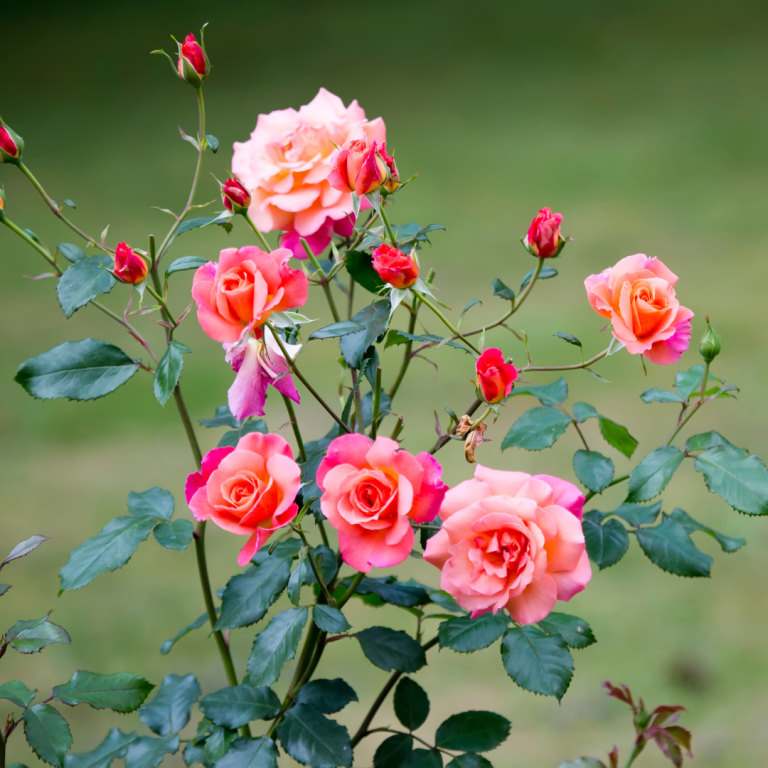 Les Chemins de la Rose
