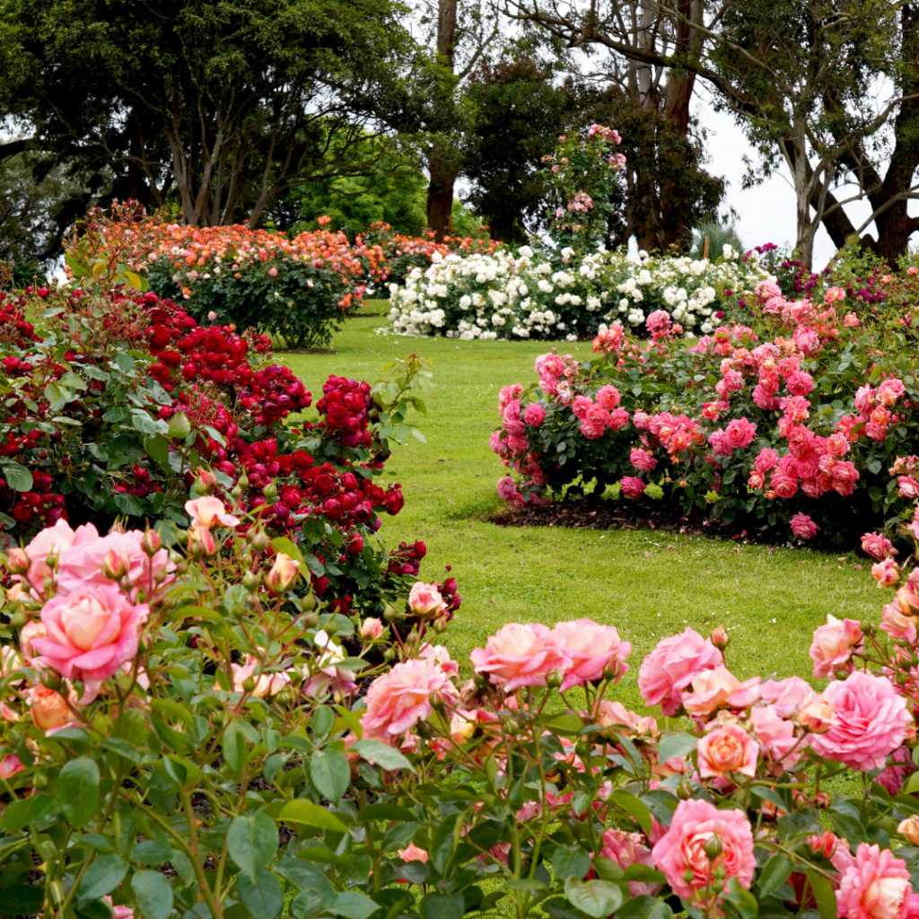 The path of the rose