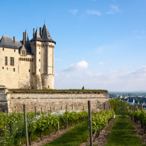 Vignoble en Scène