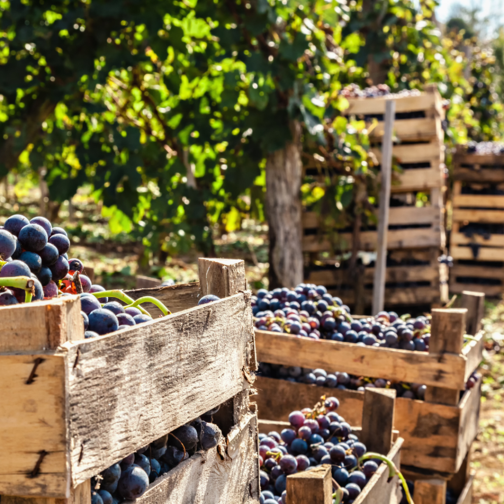 Vignoble en Scène