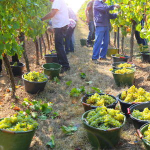 The Harvest Festival