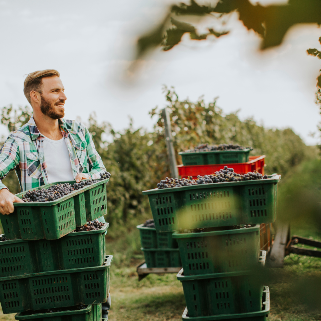 The Harvest Festival