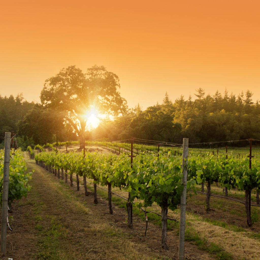 Randonnée Entre Vigne et Loire