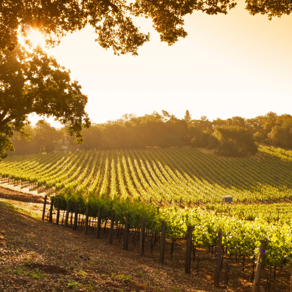 Randonnée Entre Vigne et Loire
