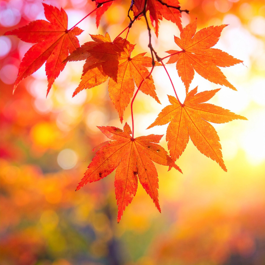 Saumur in Autumn
