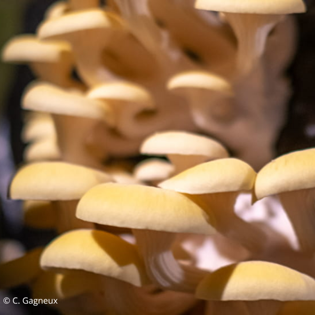 The Mushroom Museum