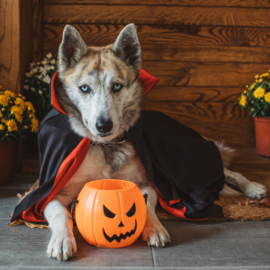 Halloween in Saumur